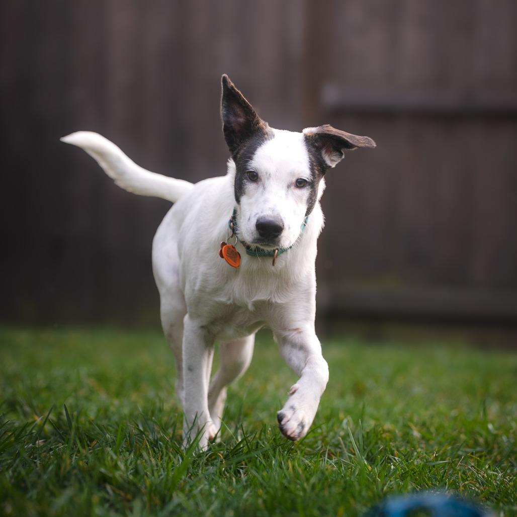 Kona, a Adoptable Mixed Breed in Bend, OR image 5/6