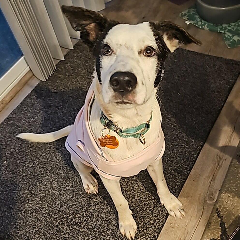 Kona, a Adoptable Mixed Breed in Bend, OR image 6/6