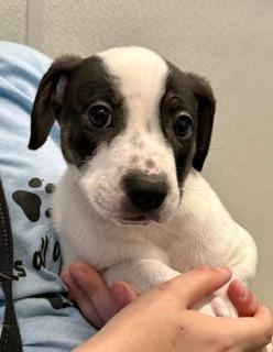 Gale, ADOPTABLE, Puppy Male Hound.