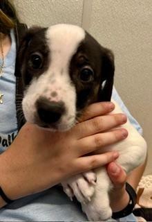 Enlarge Gale, a ADOPTABLE Hound in Winter Haven, FL image 2/2