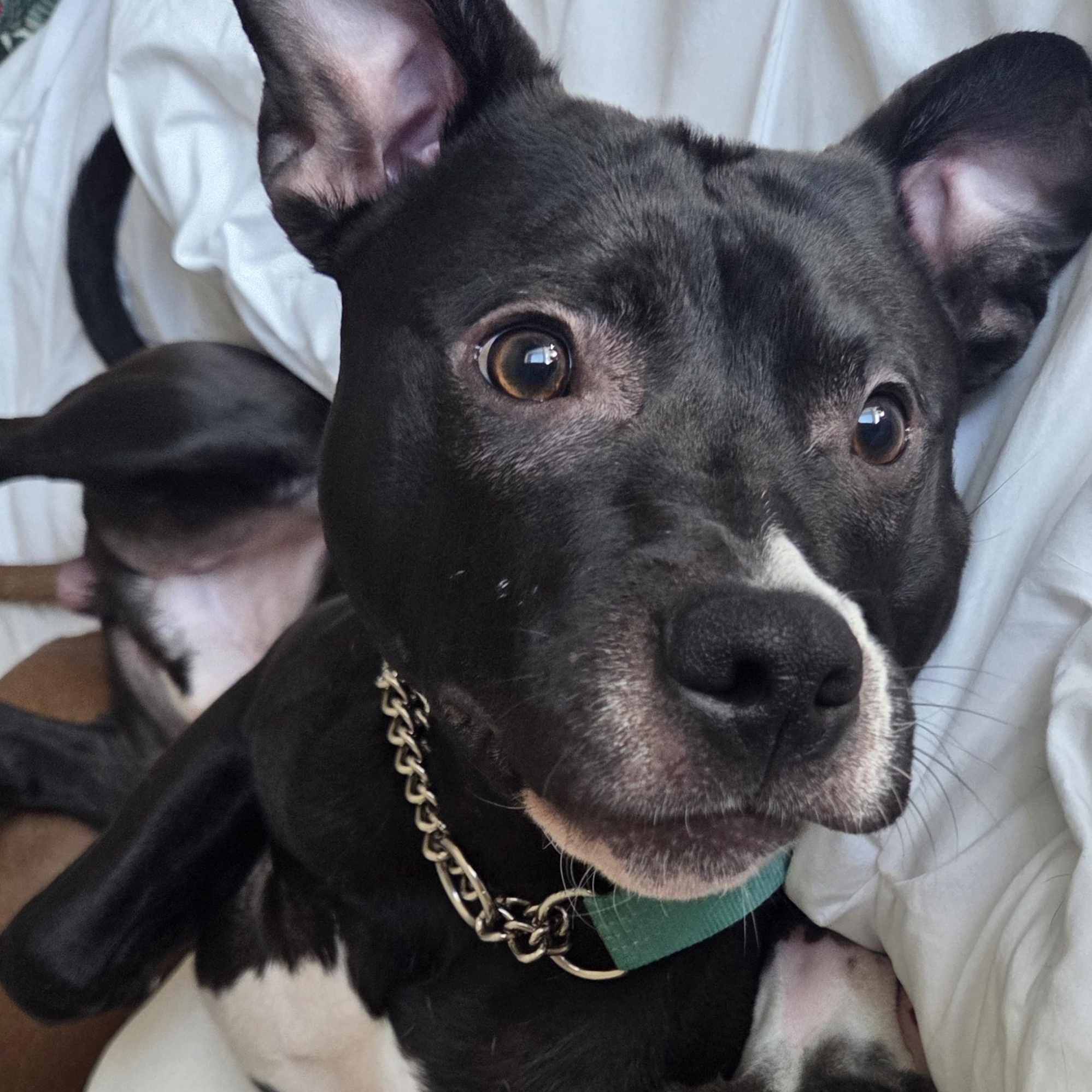 RANGER, a ADOPTABLE Pit Bull Terrier in North Kansas City, MO image 2/2