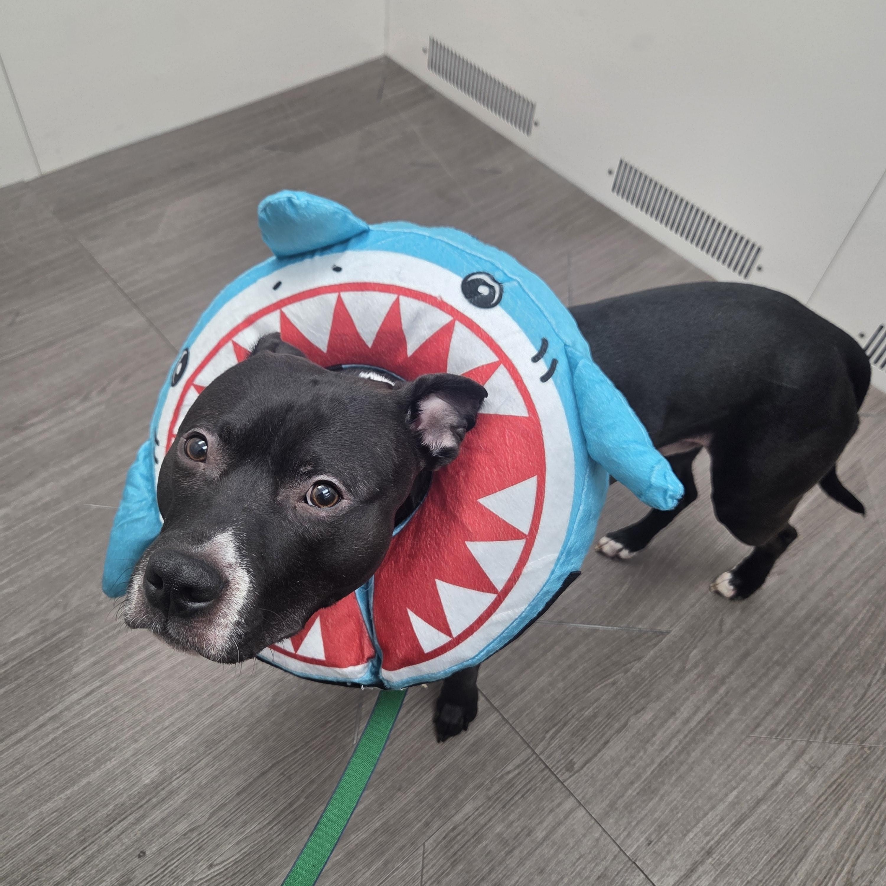 RANGER, a ADOPTABLE Pit Bull Terrier in North Kansas City, MO image 1/2