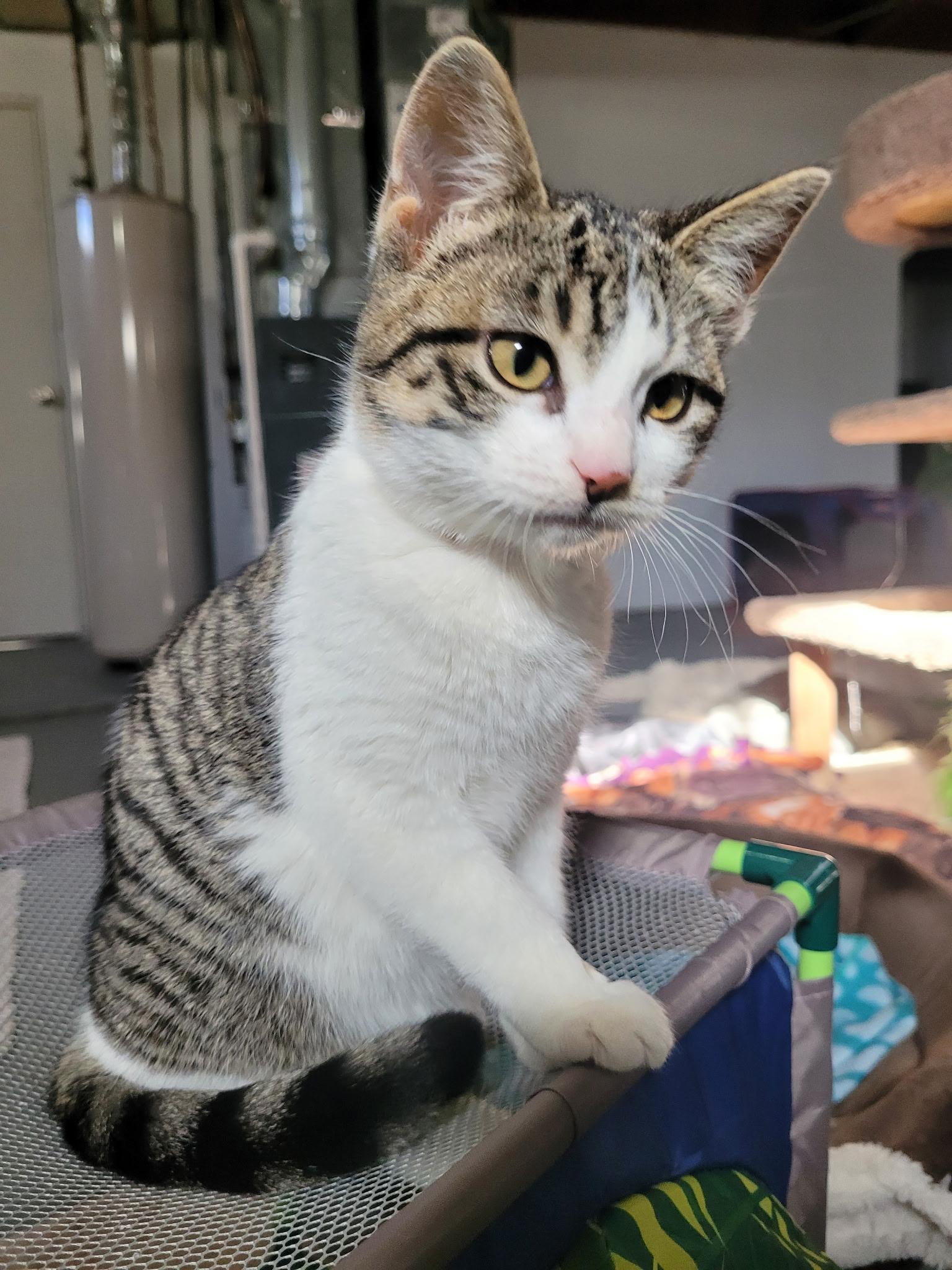 Enlarge Cicada, a Adoptable mixed breed in Omaha, NE image 2/3