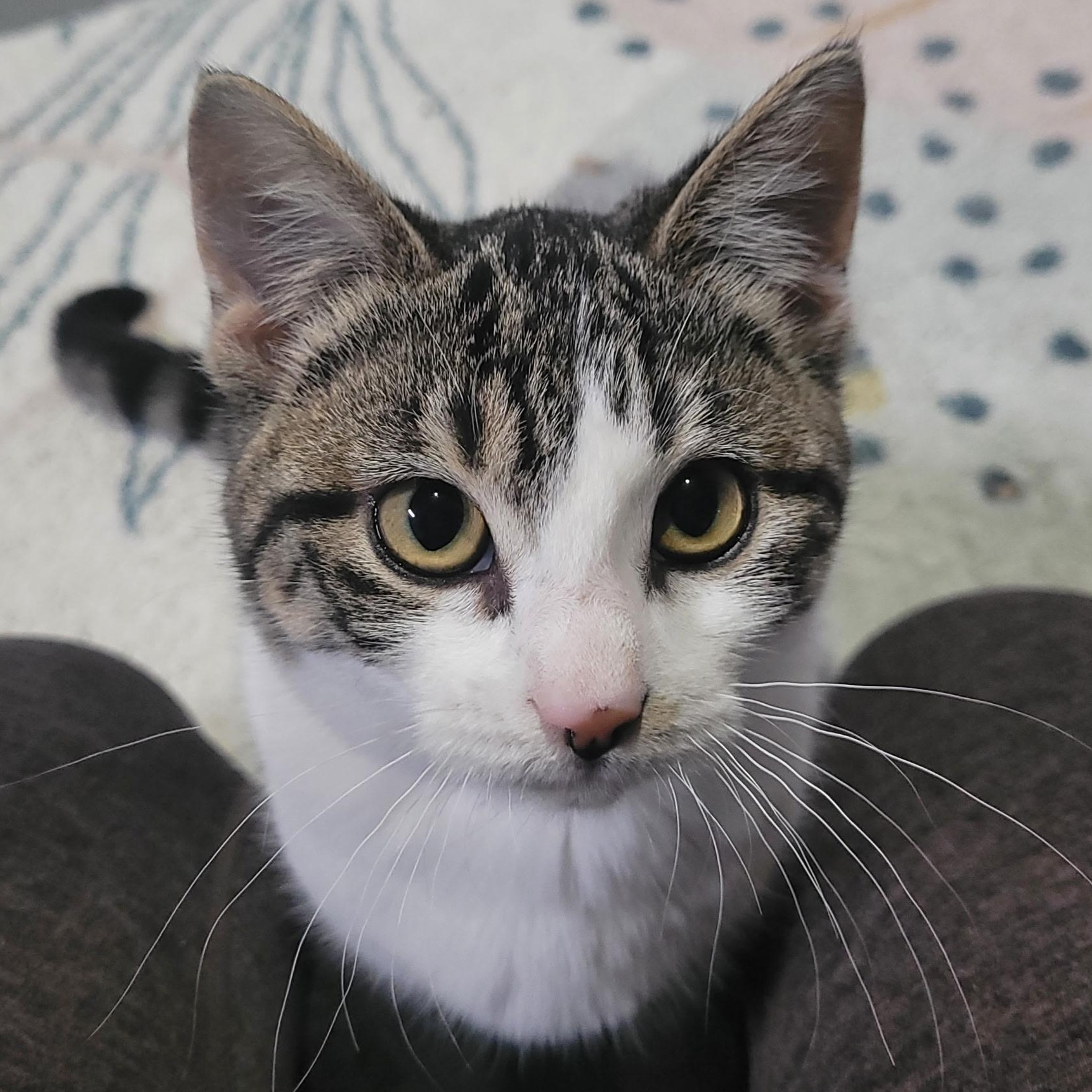 Cicada, Adoptable, Kitten Female Domestic Short Hair & Tabby.