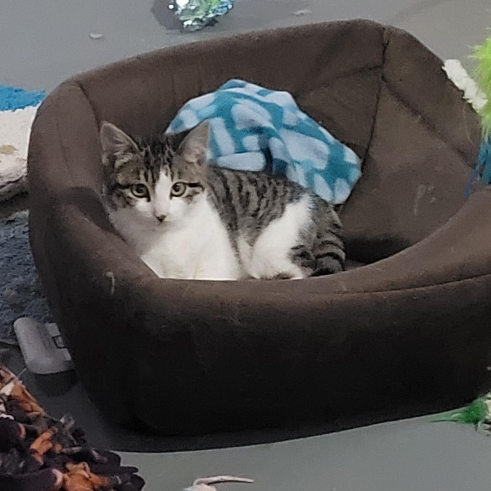 Enlarge Cicada, a Adoptable mixed breed in Omaha, NE image 3/3