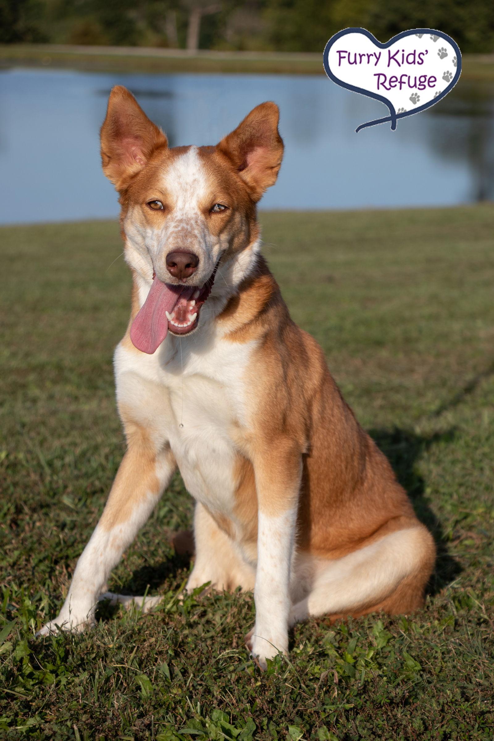 Enlarge Winnie, a Adoptable mixed breed in Lee's Summit, MO image 1/3