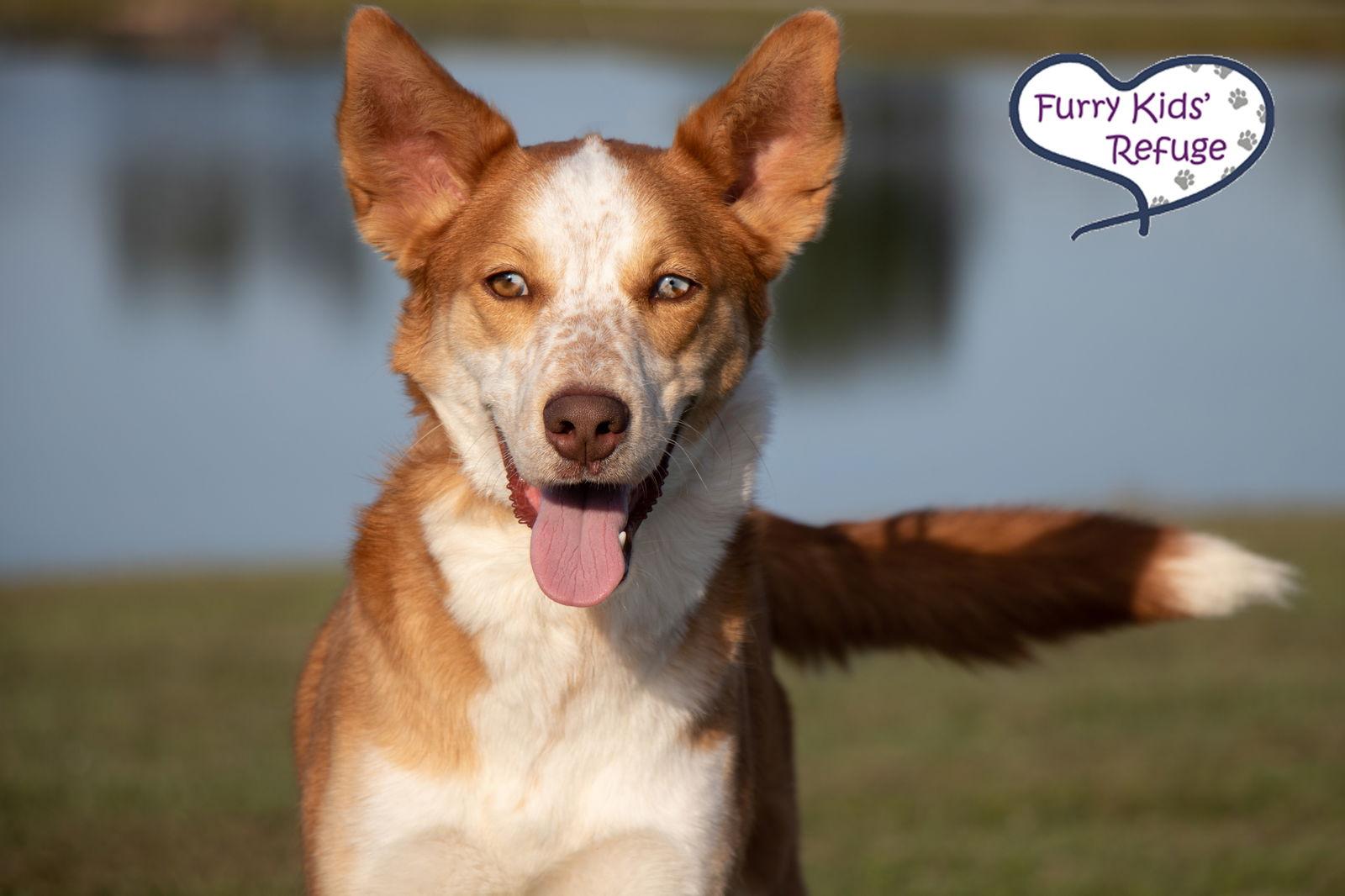 Enlarge Winnie, a Adoptable mixed breed in Lee's Summit, MO image 2/3