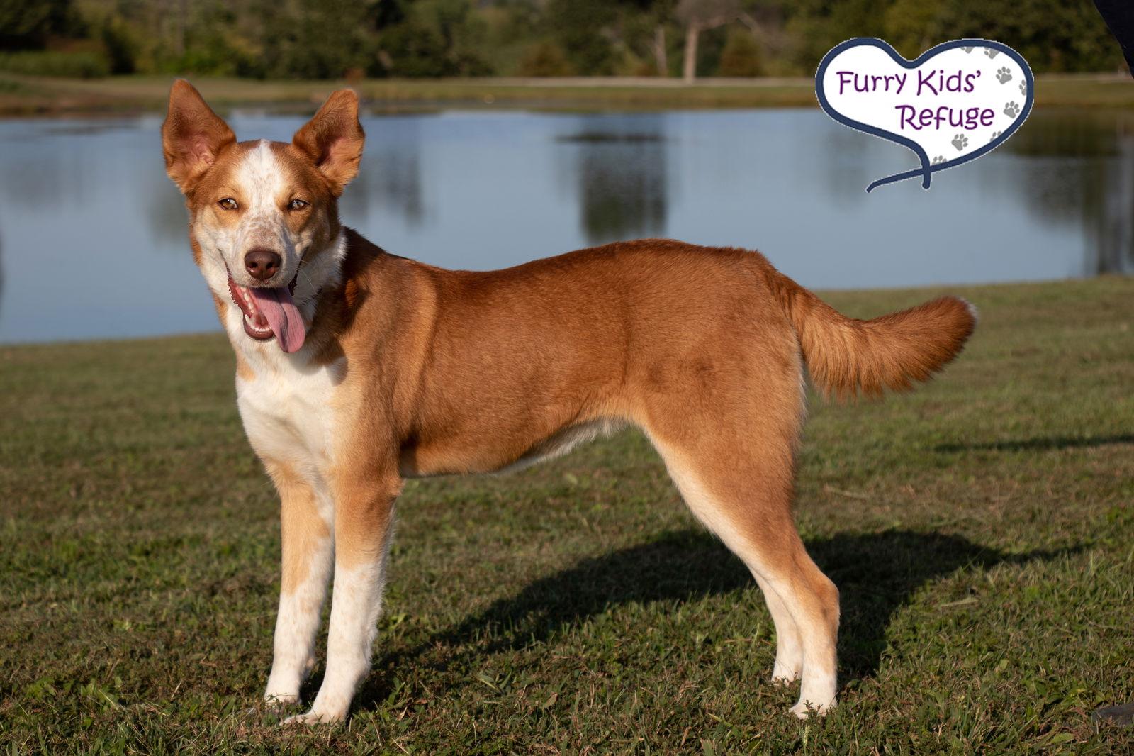 Enlarge Winnie, a Adoptable mixed breed in Lee's Summit, MO image 3/3