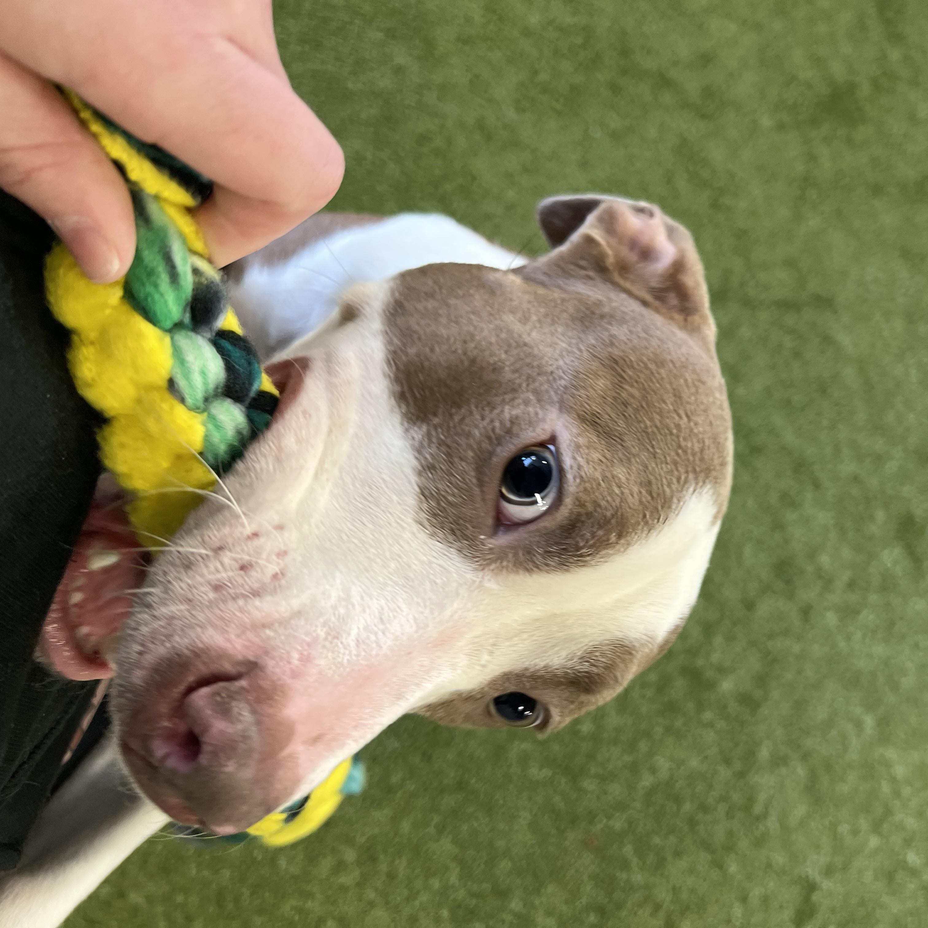 Nova — thumbnail 2