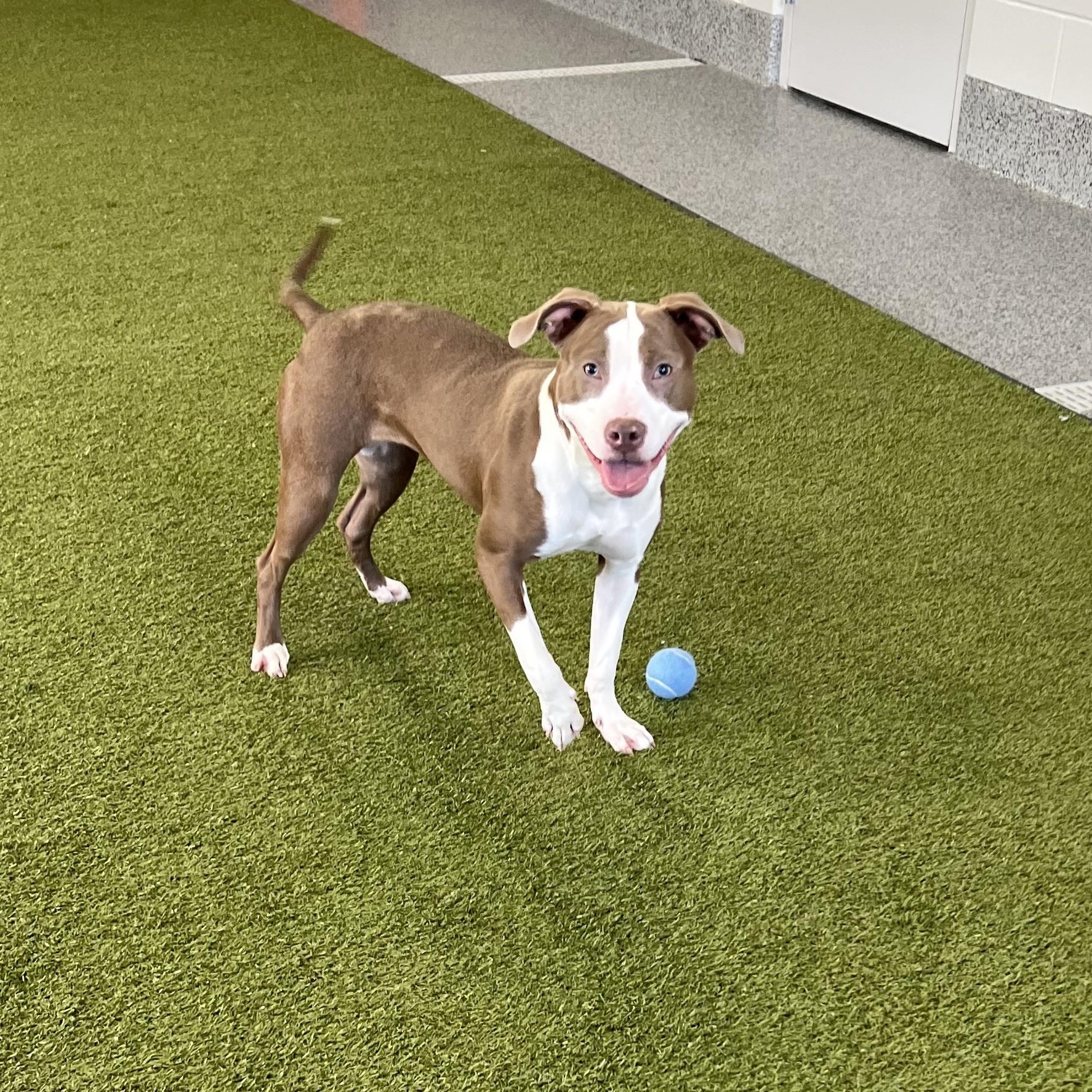 Nova — thumbnail 3