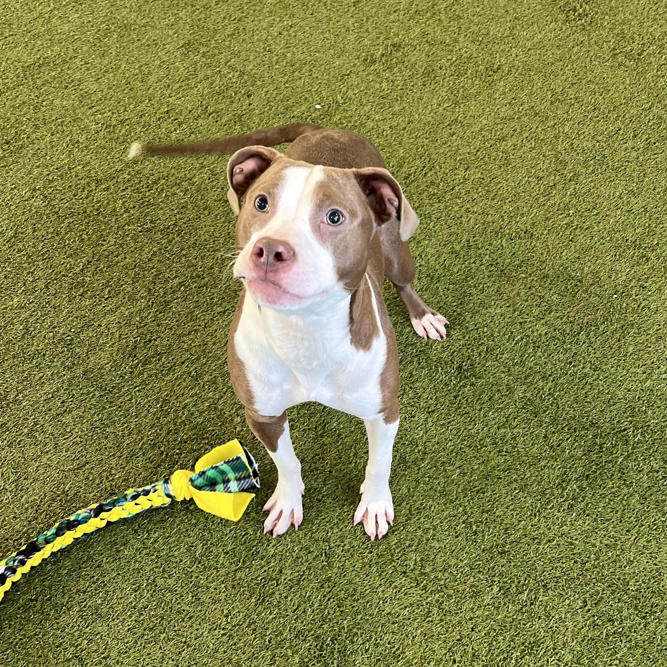 Nova — thumbnail 5