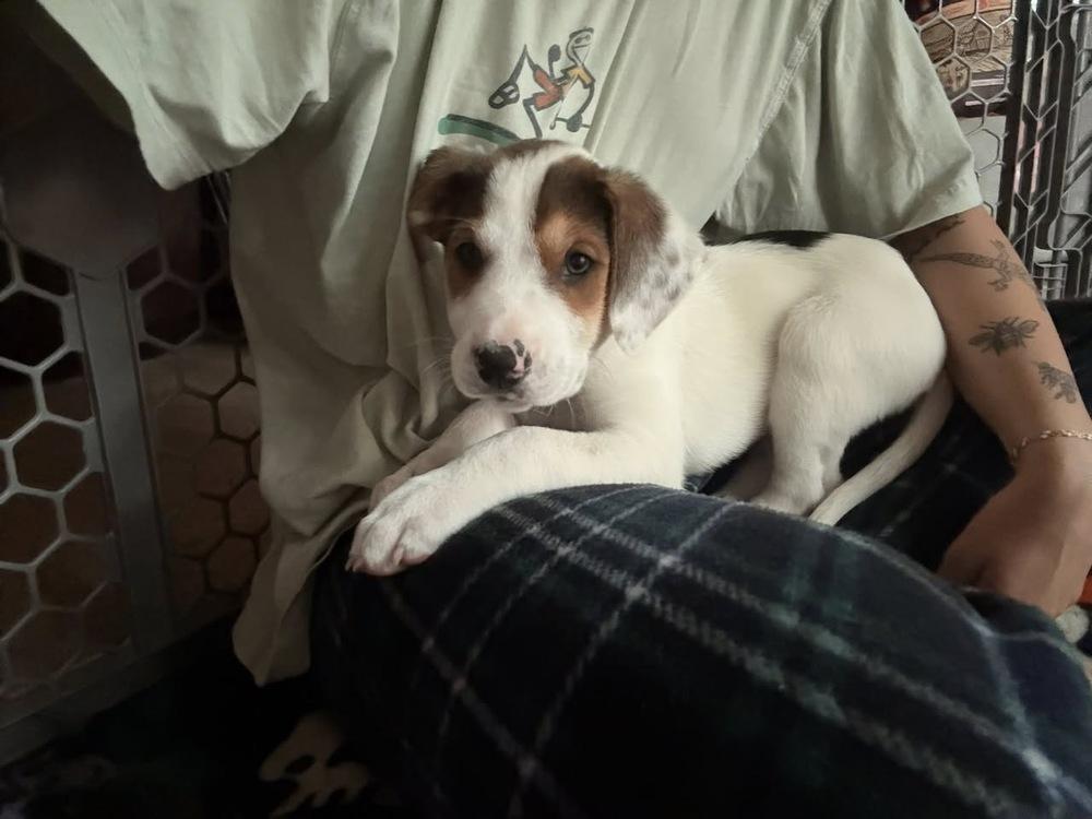 Timothy, Adoptable, Puppy Male Labrador Retriever.