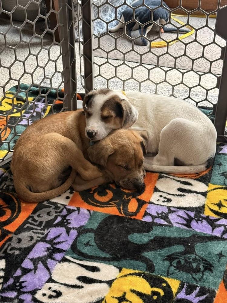 Enlarge Timothy, a Adoptable mixed breed in Colorado Springs, CO image 2/4