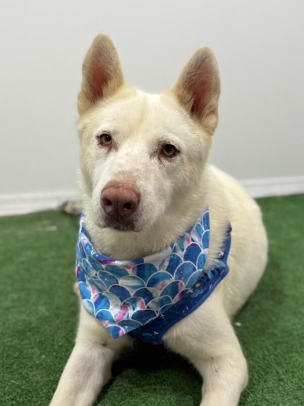 Adopt Donald White