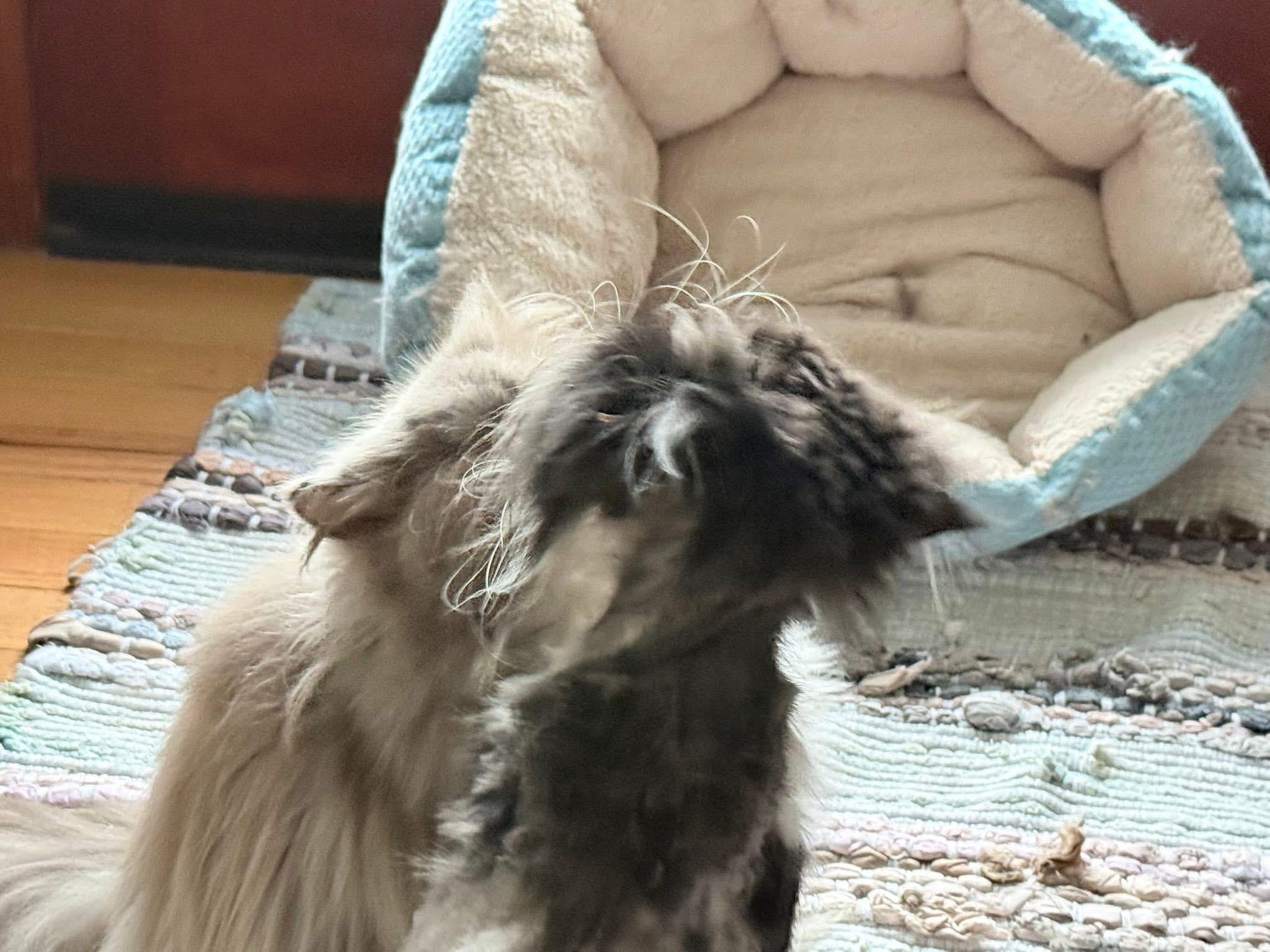 Mittens (bonded with Figaro)