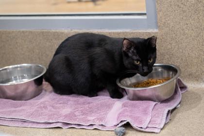 Murray — thumbnail 3