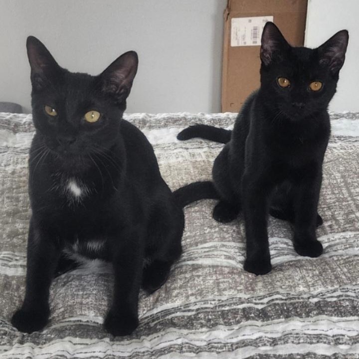 Enlarge Spirit and Salem, a ADOPTABLE Domestic Short Hair in West Palm Beach, FL image 1/4
