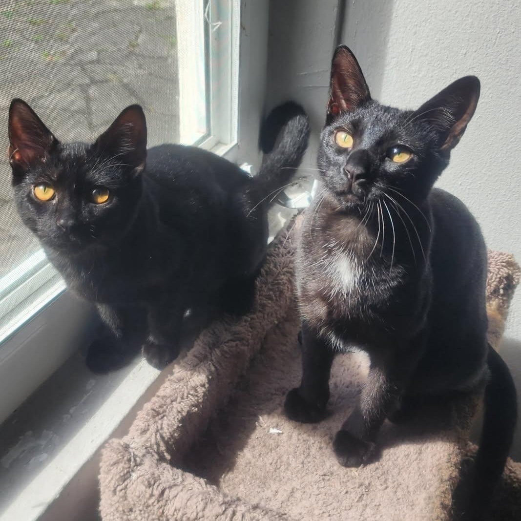 Enlarge Spirit and Salem, a ADOPTABLE Domestic Short Hair in West Palm Beach, FL image 2/4