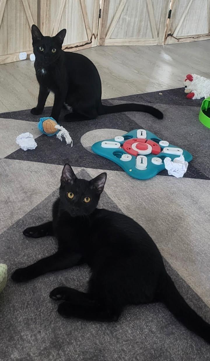 Enlarge Spirit and Salem, a ADOPTABLE Domestic Short Hair in West Palm Beach, FL image 3/4