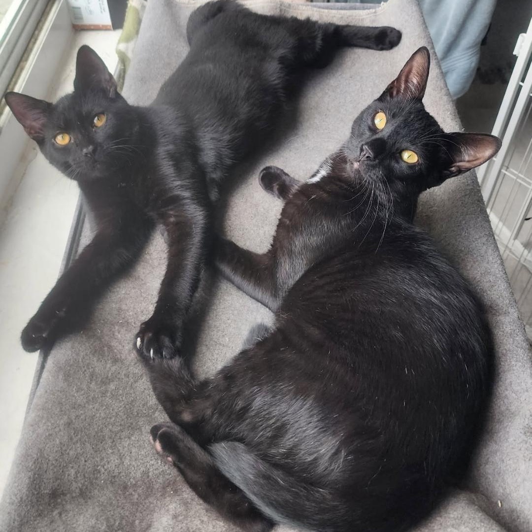 Enlarge Spirit and Salem, a ADOPTABLE Domestic Short Hair in West Palm Beach, FL image 4/4