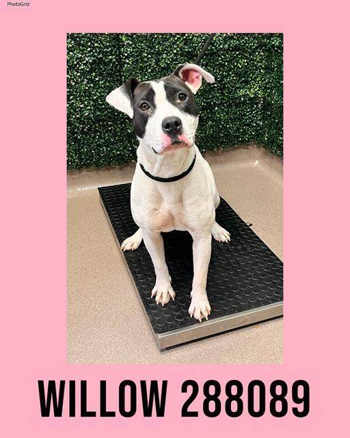 Enlarge WILLOW, a Adoptable Mixed Breed in Macon, GA image 1/1