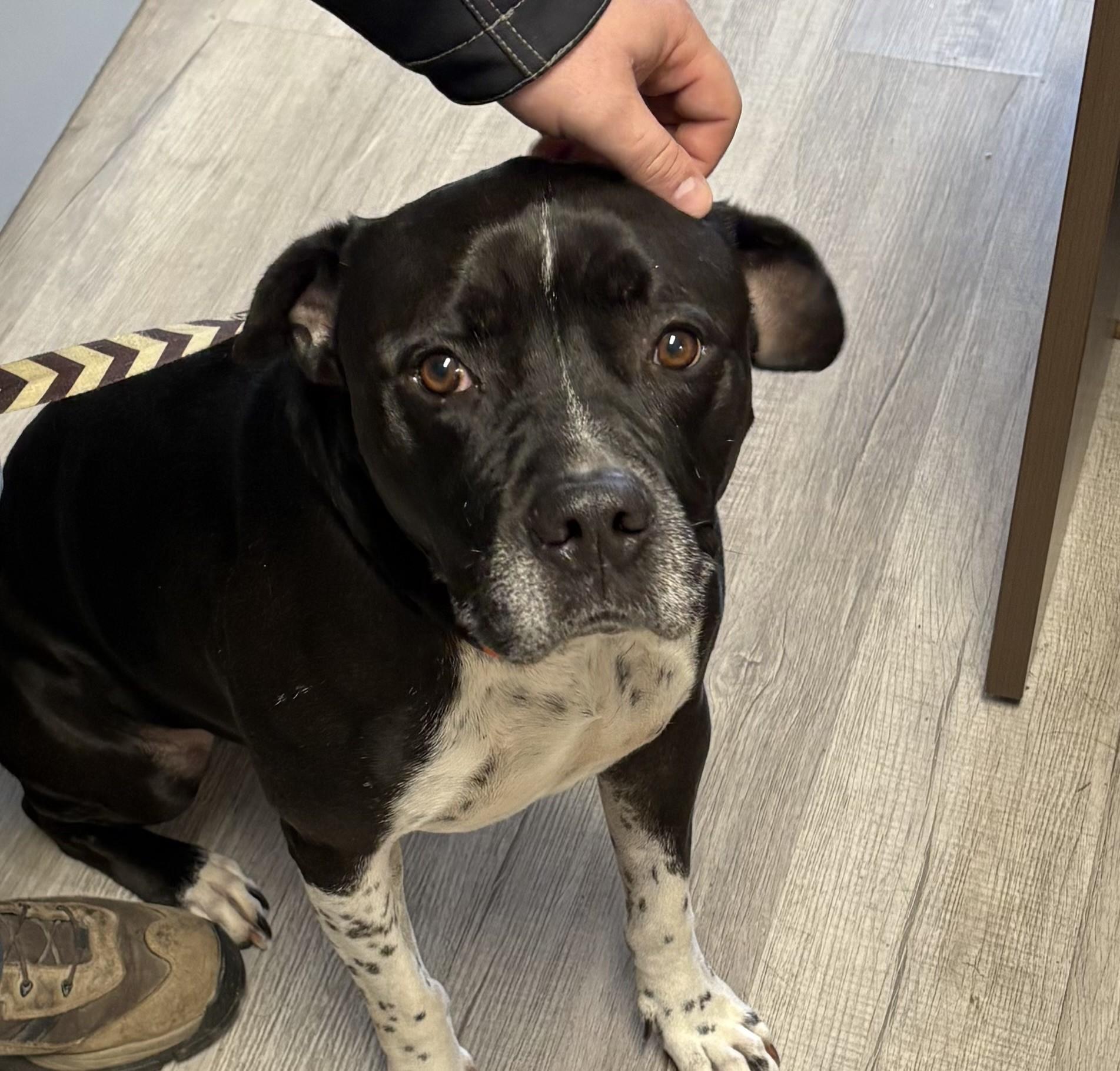 Enlarge SKEET, a Adoptable Pit Bull Terrier in Paris , TN image 1/1