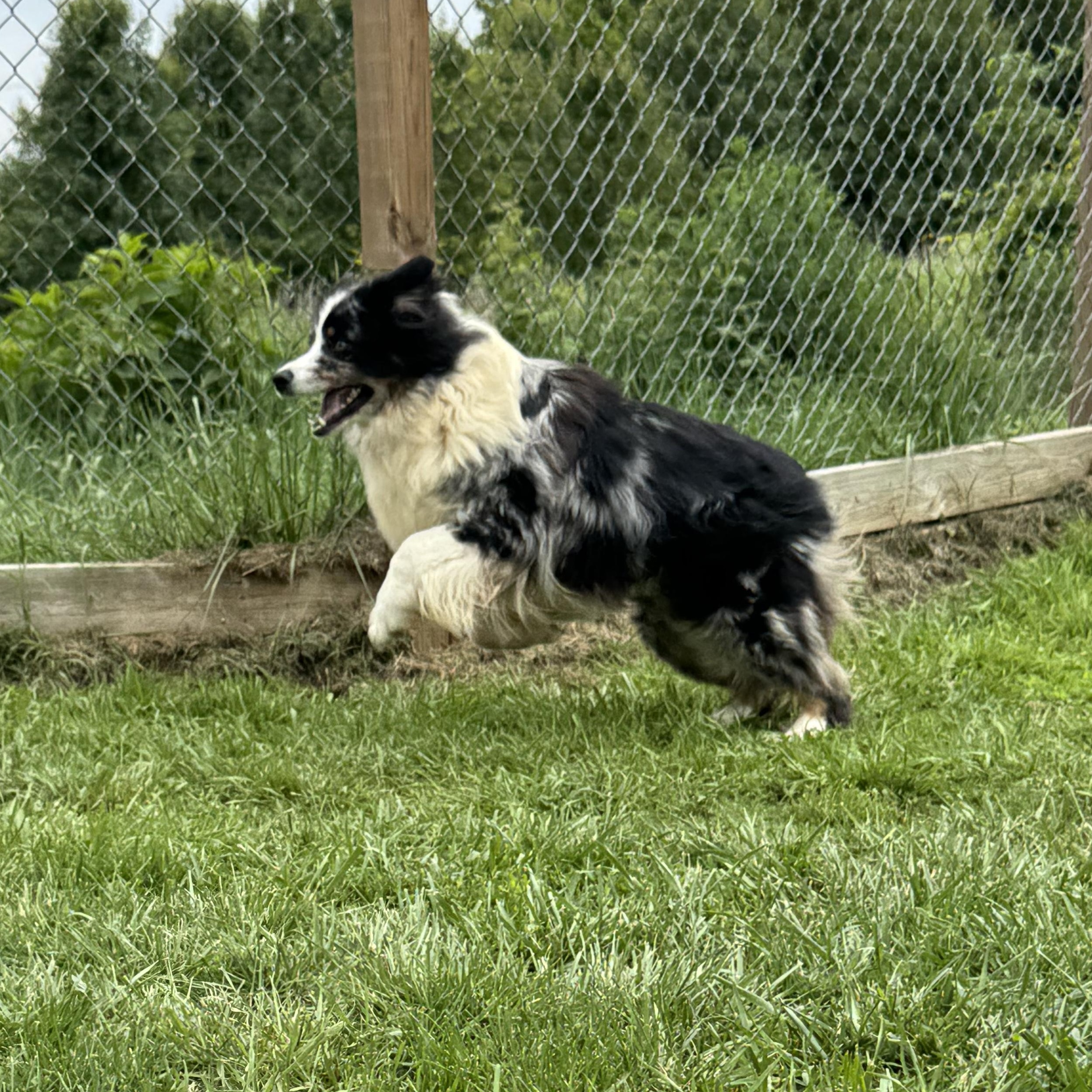 Daisy photo 2