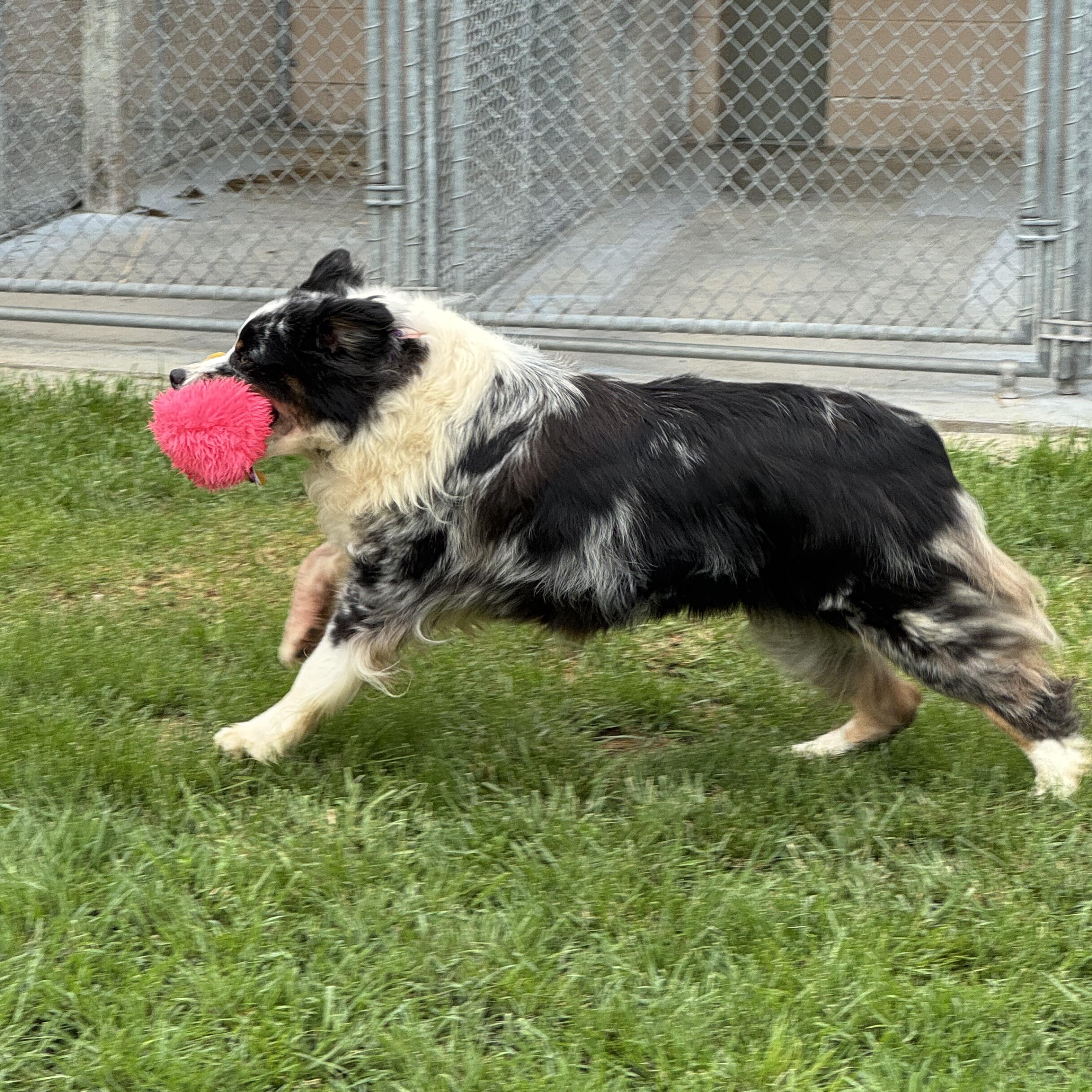 Daisy photo 1