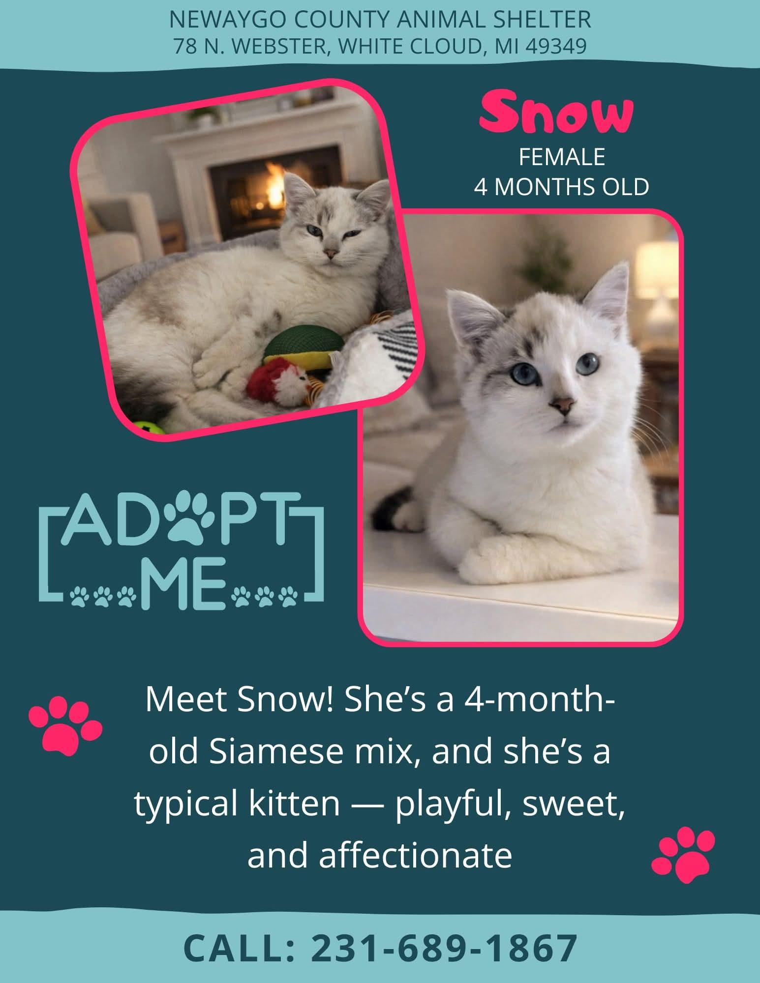 Snowball, ADOPTABLE, Kitten Female Domestic Short Hair & Siamese.