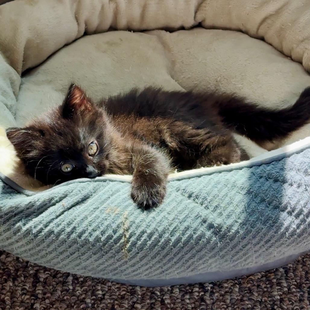 Enlarge Judy Gemstone, a Adoptable Domestic Long Hair in Costa Mesa, CA image 1/4