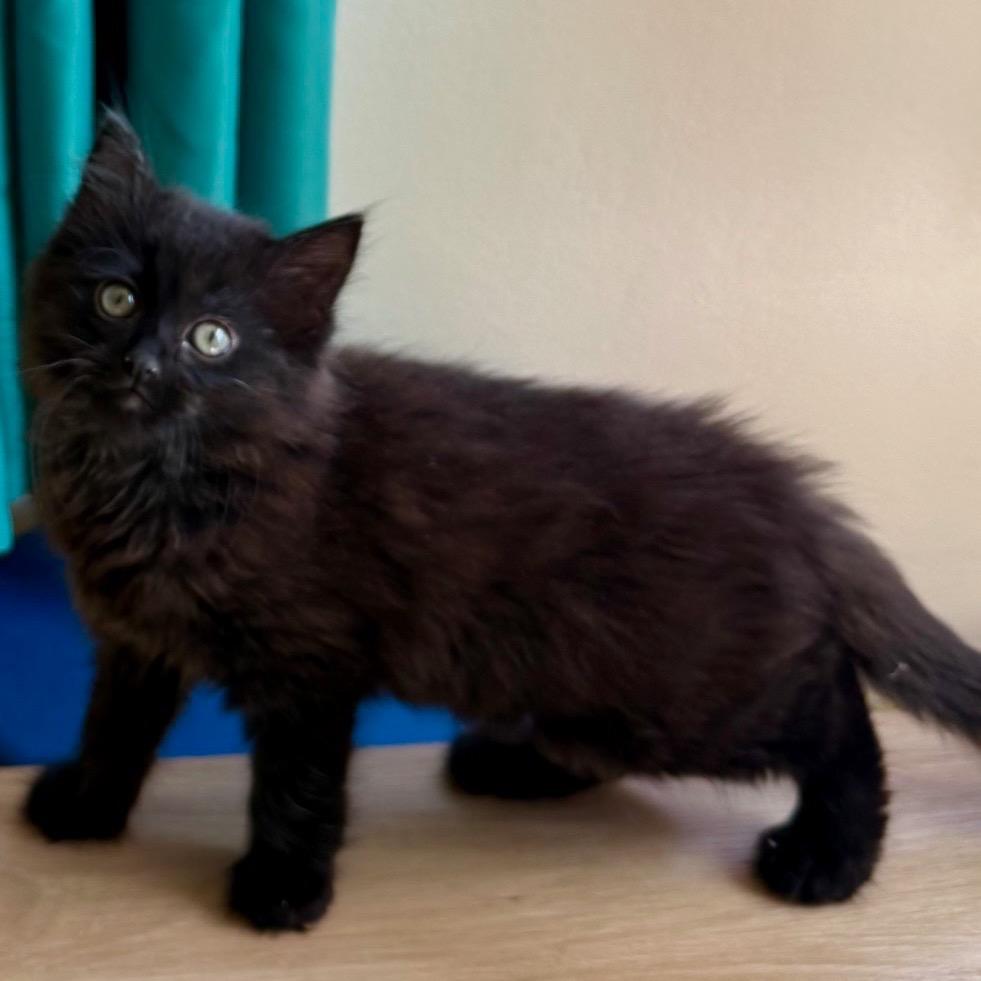 Enlarge Judy Gemstone, a Adoptable Domestic Long Hair in Costa Mesa, CA image 2/4