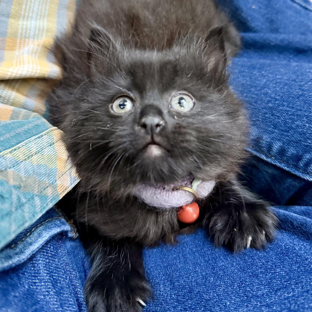 Enlarge Judy Gemstone, a Adoptable Domestic Long Hair in Costa Mesa, CA image 3/4