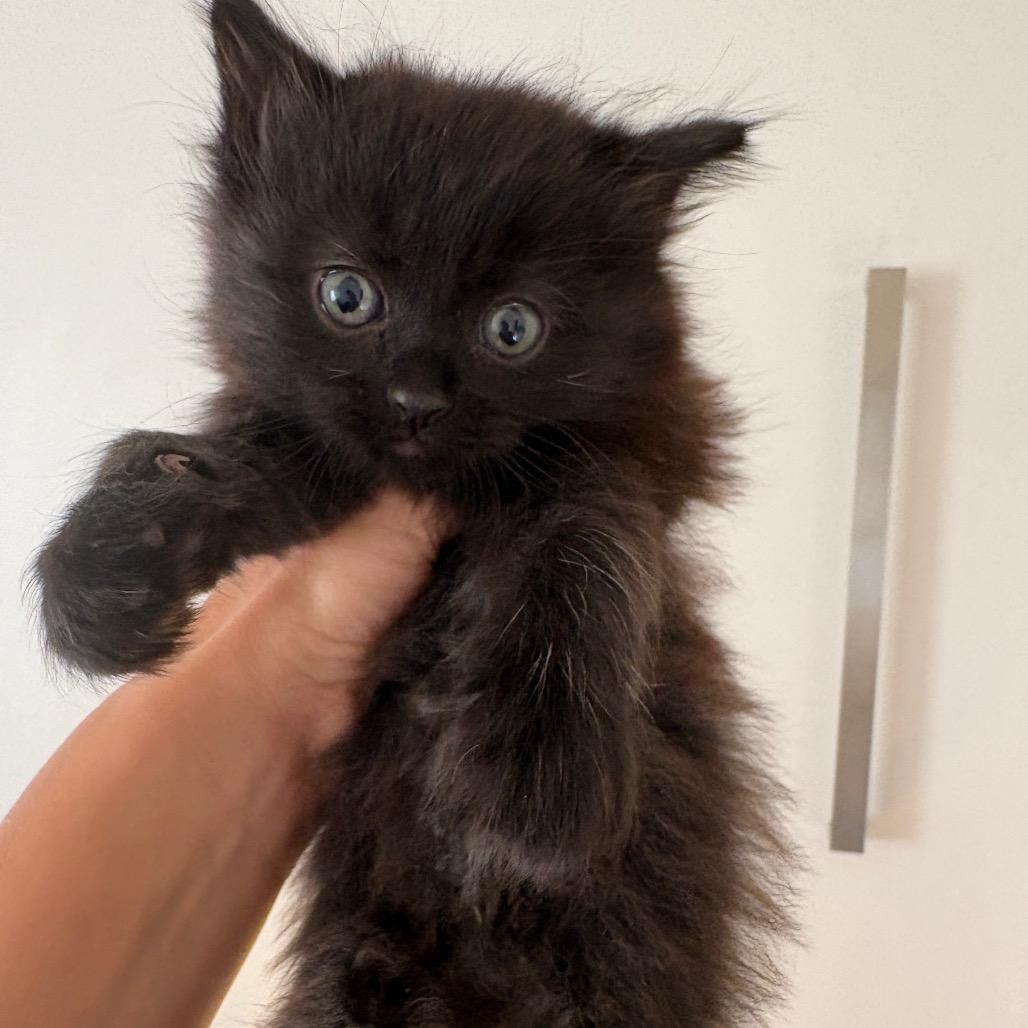 Enlarge Judy Gemstone, a Adoptable Domestic Long Hair in Costa Mesa, CA image 4/4