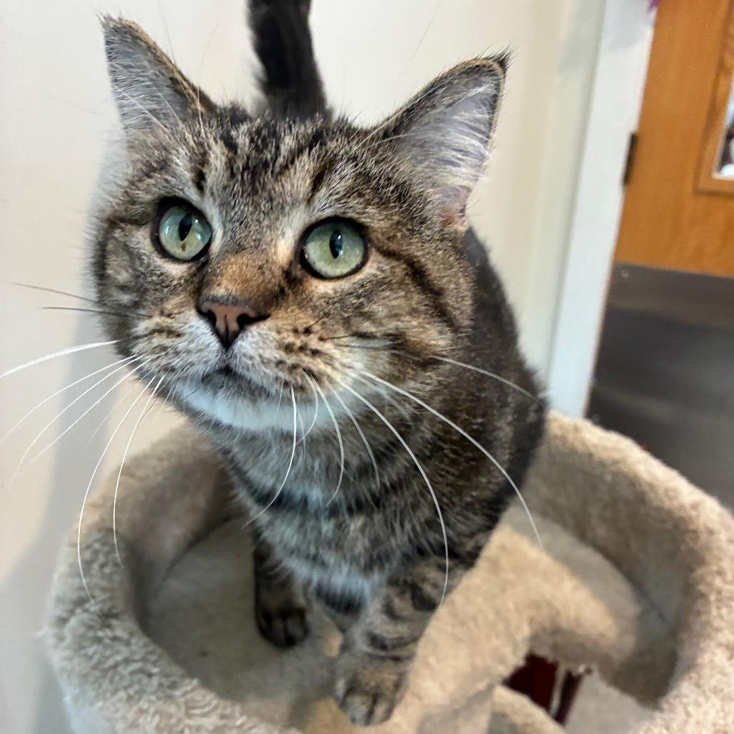 Thomasina, Adoptable, Young Female Domestic Short Hair.