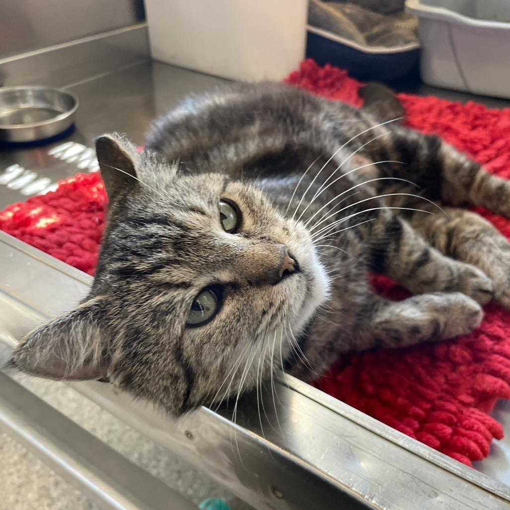Enlarge Thomasina, a Adoptable Domestic Short Hair in South Haven, MI image 1/3