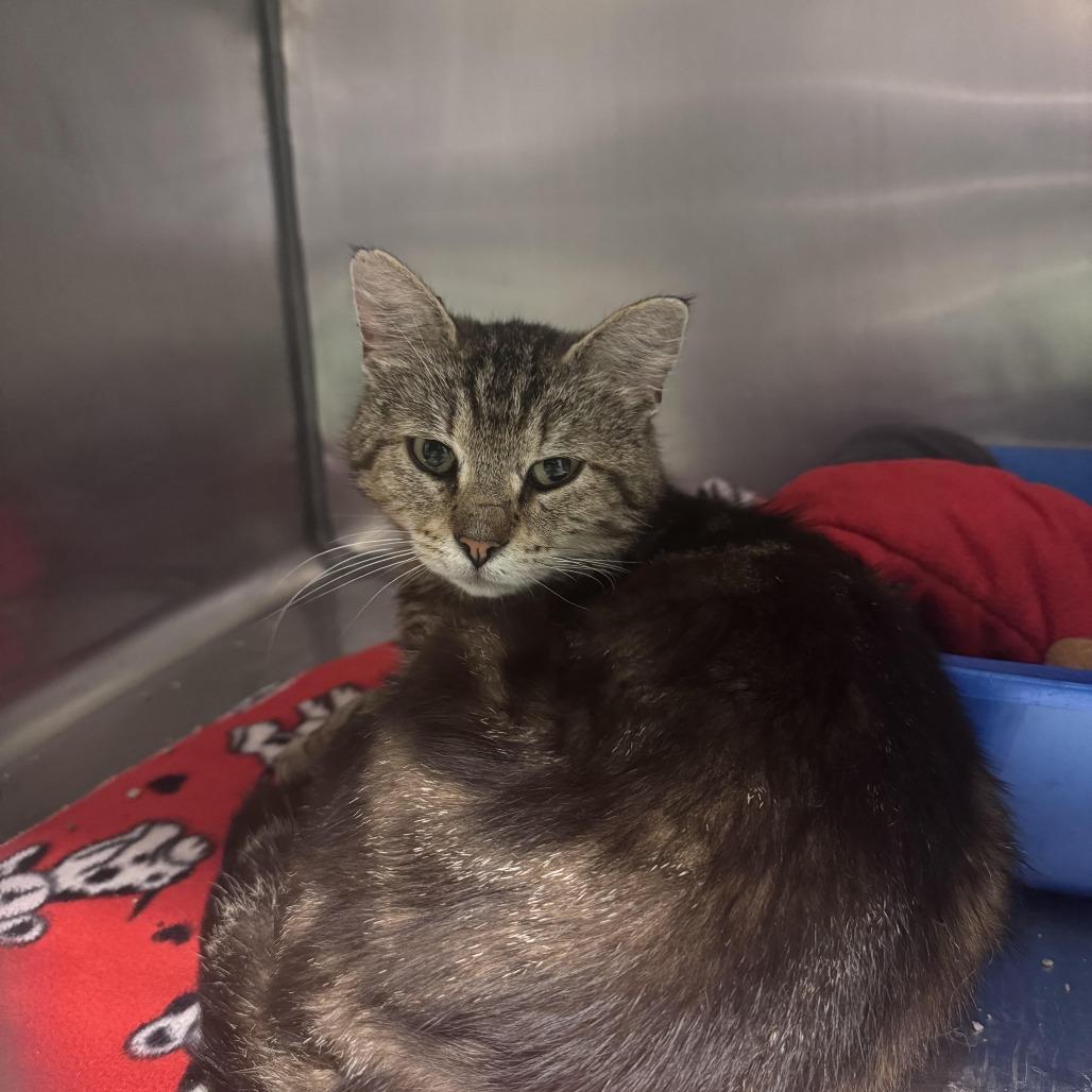 Enlarge Thomasina, a Adoptable Domestic Short Hair in South Haven, MI image 2/3
