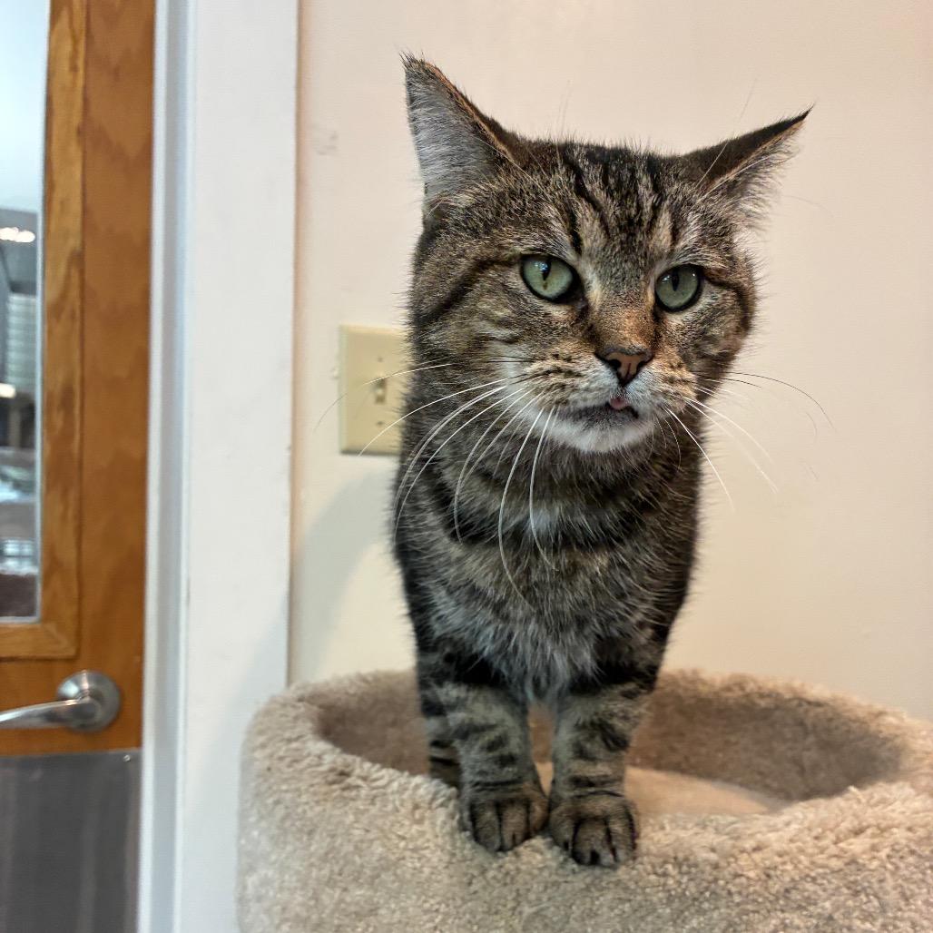 Enlarge Thomasina, a Adoptable Domestic Short Hair in South Haven, MI image 4/6