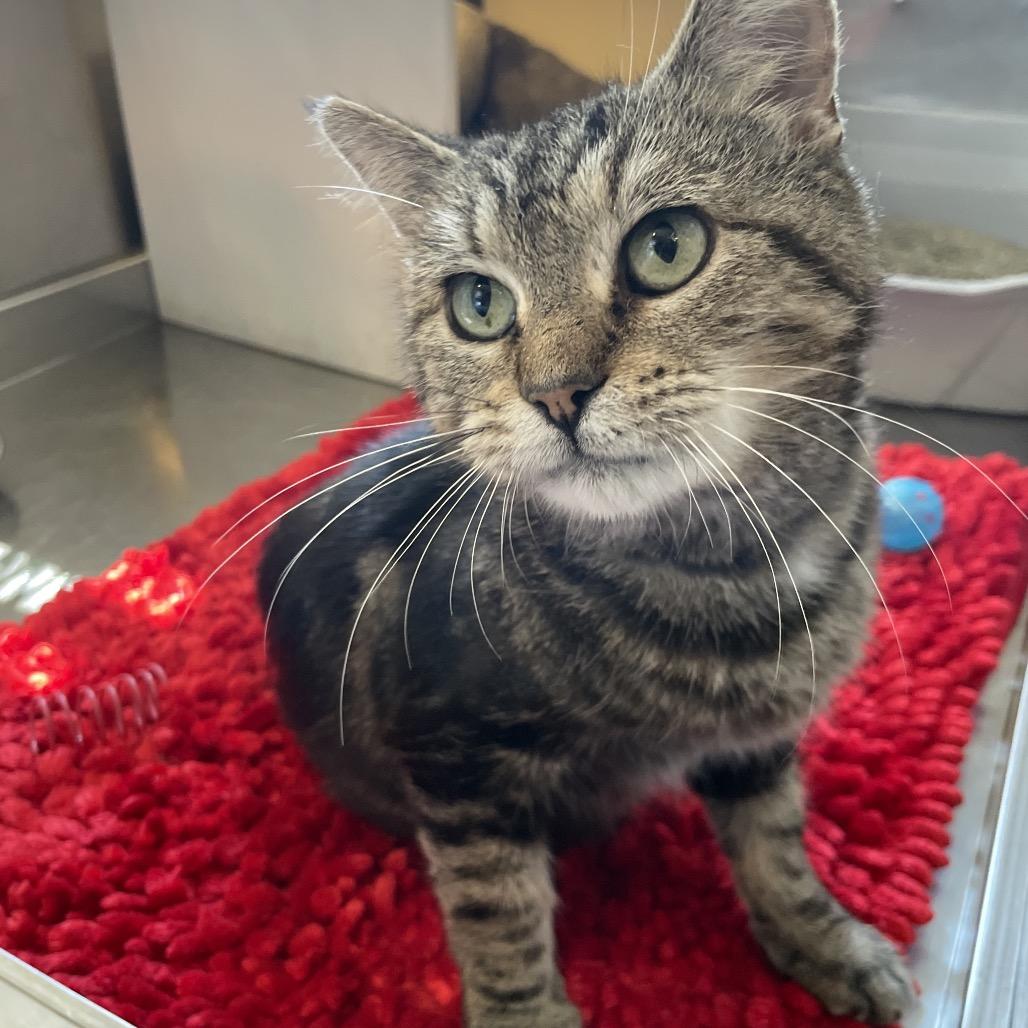 Enlarge Thomasina, a Adoptable Domestic Short Hair in South Haven, MI image 3/3