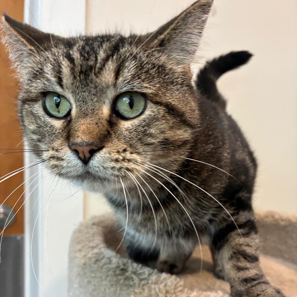 Enlarge Thomasina, a Adoptable Domestic Short Hair in South Haven, MI image 6/6