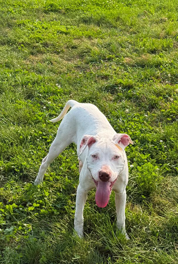 Enlarge Chase, a Adoptable mixed breed in Wells, VT image 2/6