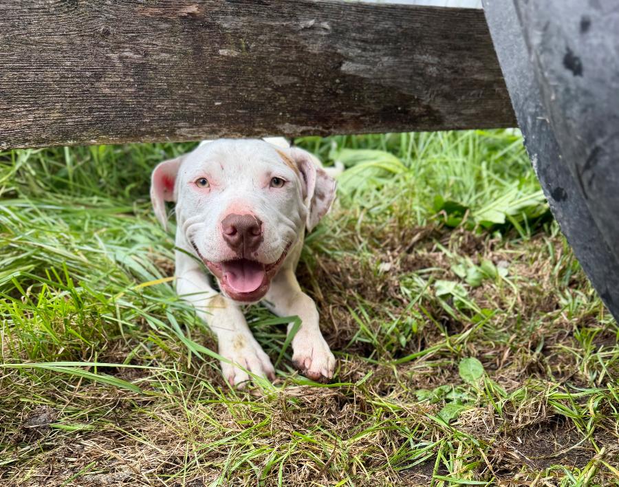 Enlarge Chase, a Adoptable mixed breed in Wells, VT image 4/6