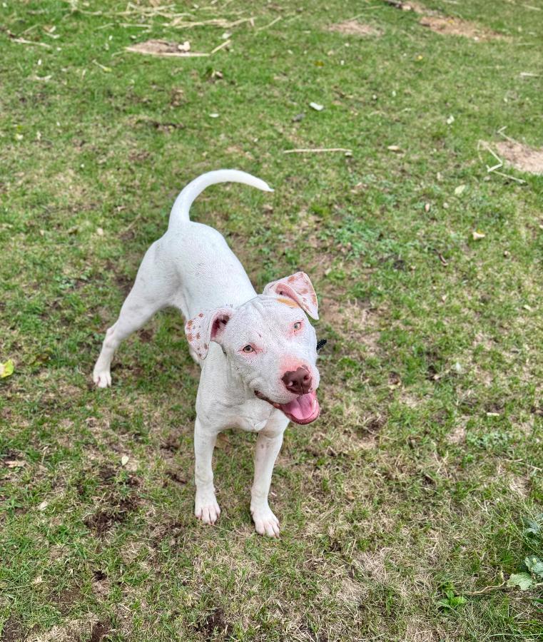 Enlarge Chase, a Adoptable mixed breed in Wells, VT image 5/6