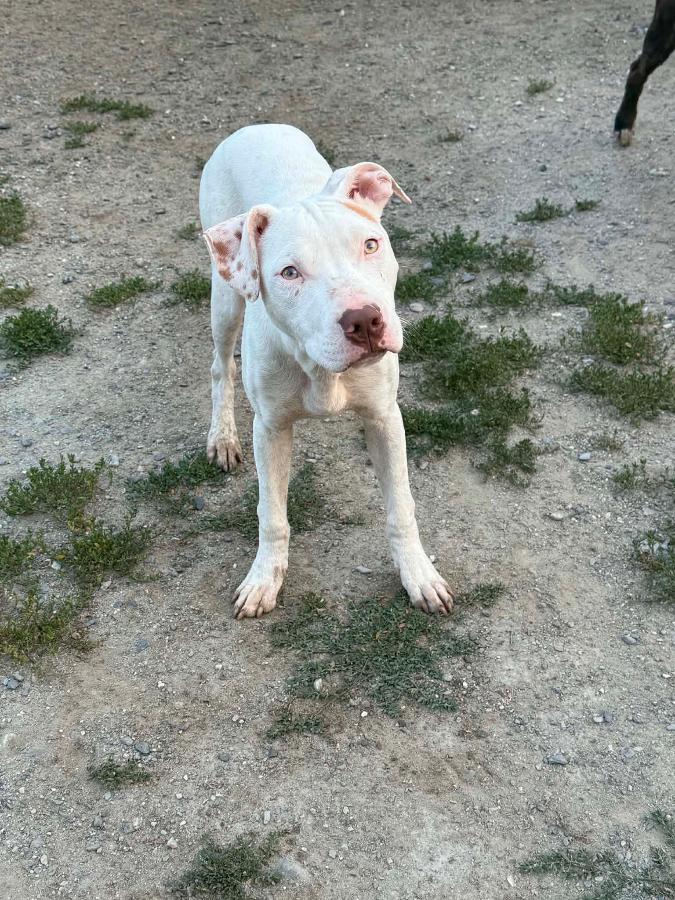 Enlarge Chase, a Adoptable mixed breed in Wells, VT image 6/6