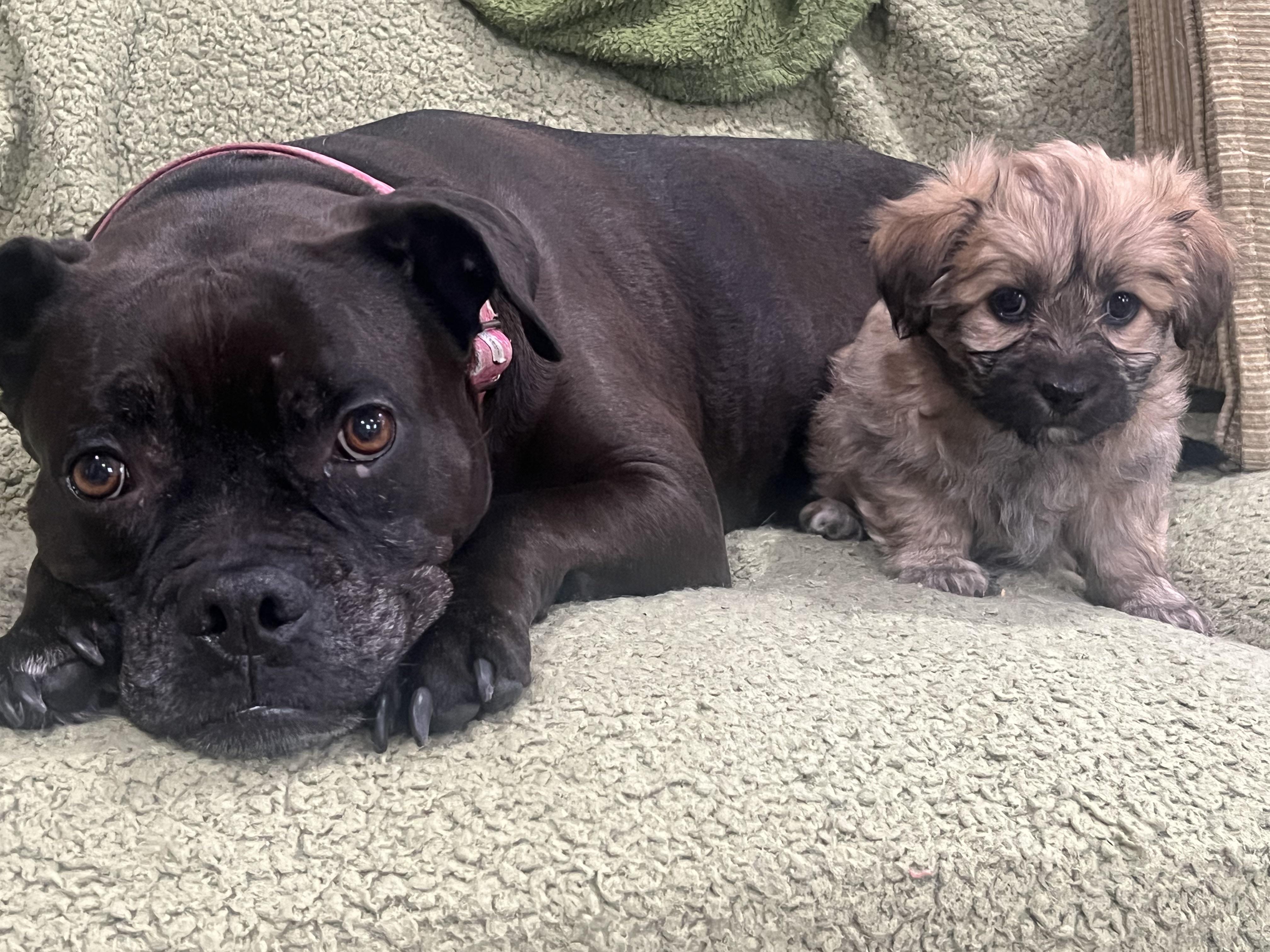 Enlarge Tinkerbelle's Puppy (Clementine), a Adoptable mixed breed in Dayville, CT image 3/4