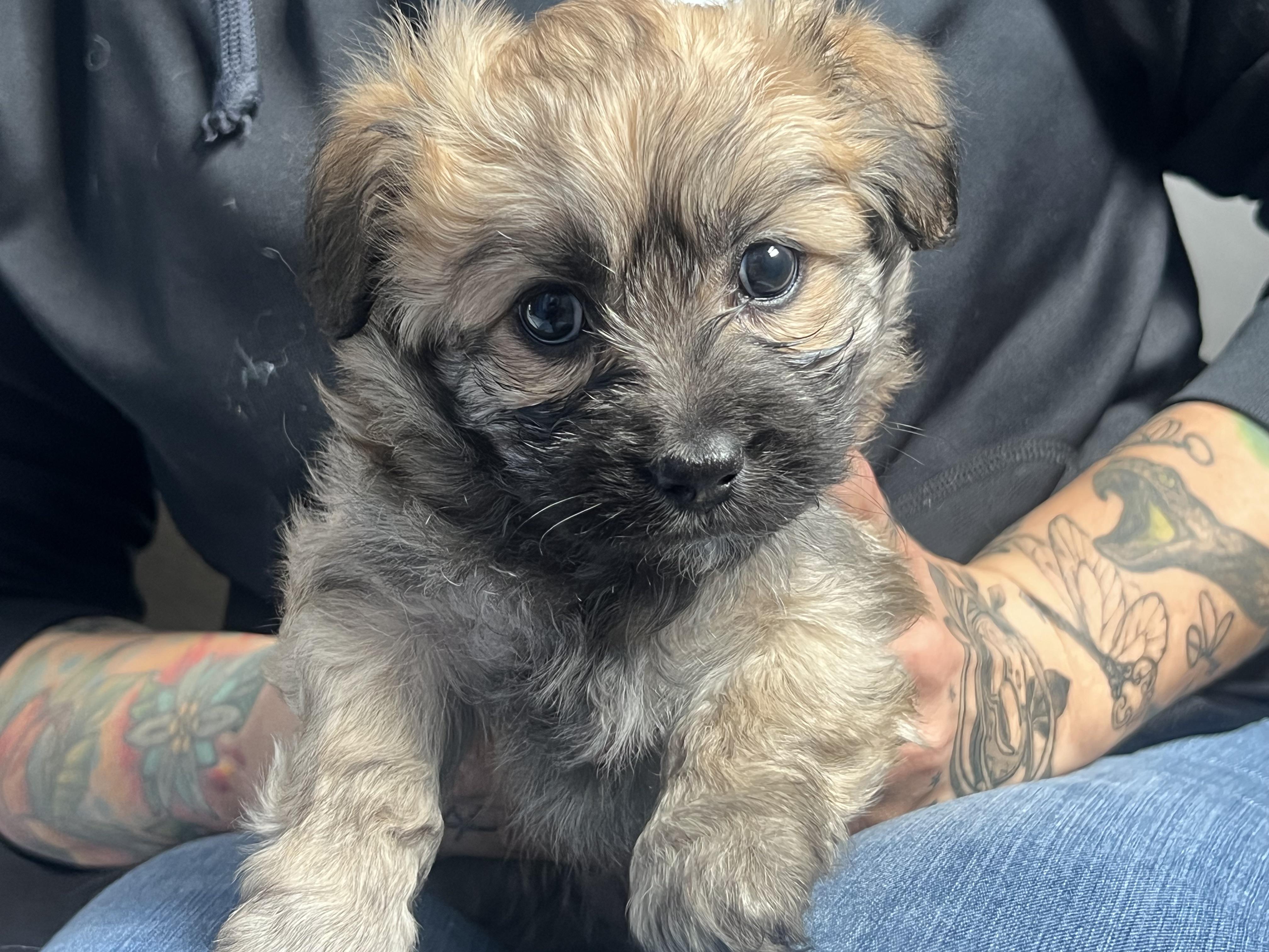 Tinkerbelle's Puppy (female, no colllar), Adoptable, Puppy Female Chihuahua & Golden Retriever.