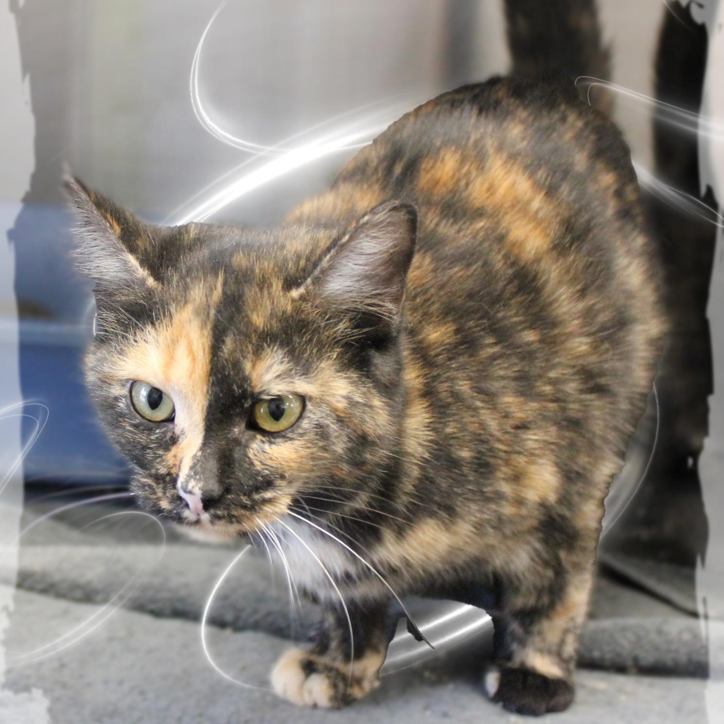 Enlarge Callie, an adopted Tortoiseshell in Amelia, OH image 1/1