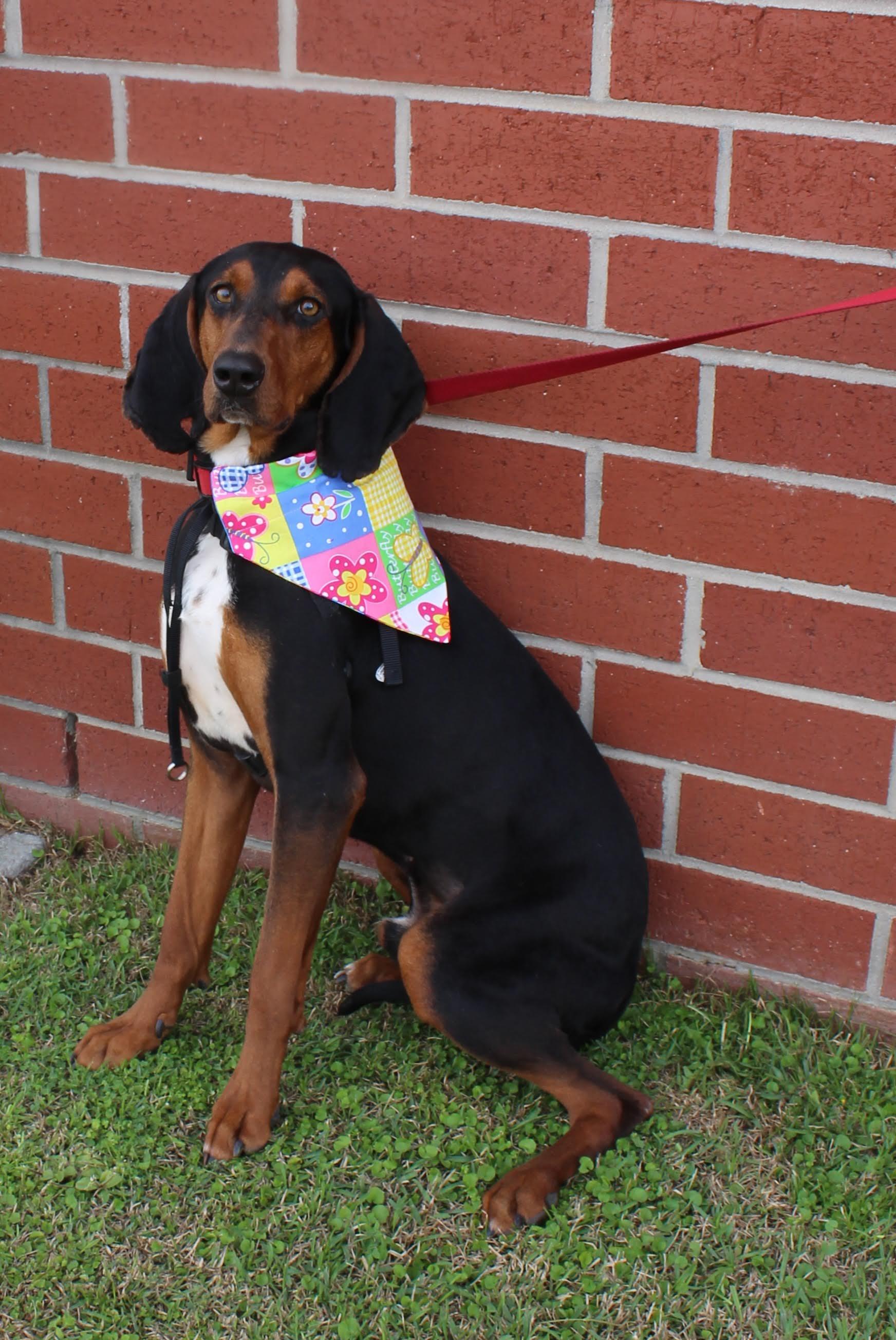 Enlarge Tonka, a ADOPTABLE mixed breed in Burgaw, NC image 1/2