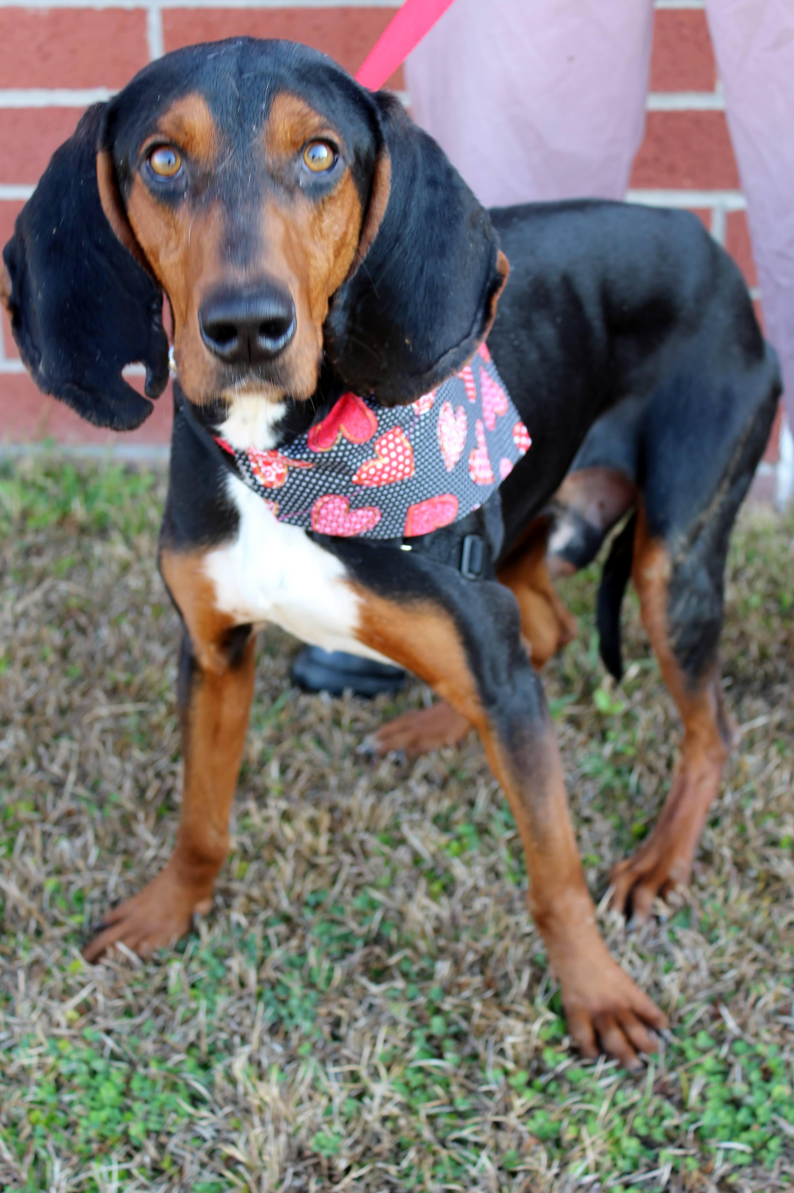 Tonka, ADOPTABLE, Young Male Black and Tan Coonhound.