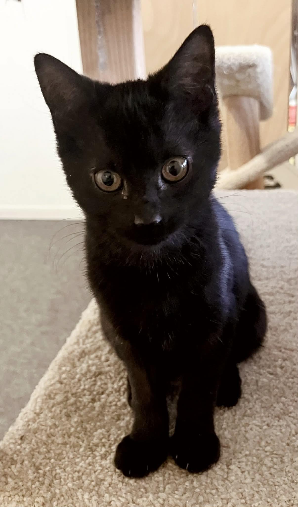 Enlarge Elphaba, an adopted Domestic Short Hair in Franklin, IN image 1/1