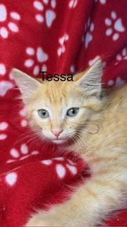 Enlarge Tessa, a Adoptable Domestic Long Hair in Oakland Park, FL image 3/3
